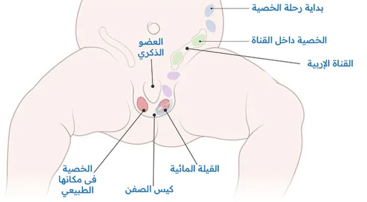 أطمن علي طفلك وتعرف علي شكل خصية الطفل الرضيع بالصور