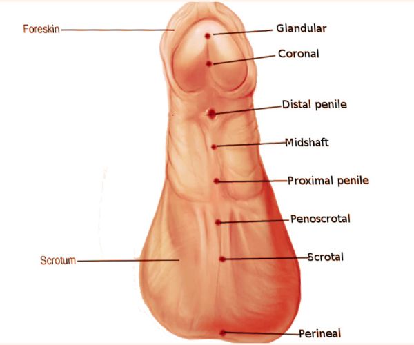 درجات الإحليل السفلي