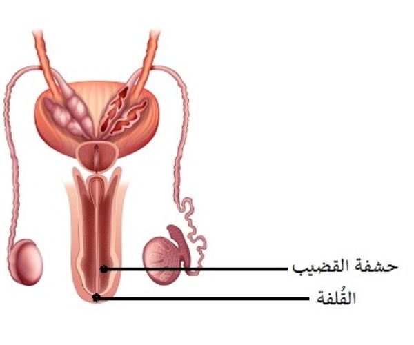 دكتور ختان اطفال