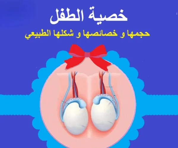 شكل خصية الرضيع والمولود الجديد بالصور — الطبيعي والغير طبيعي 4 شكل خصية الطفل