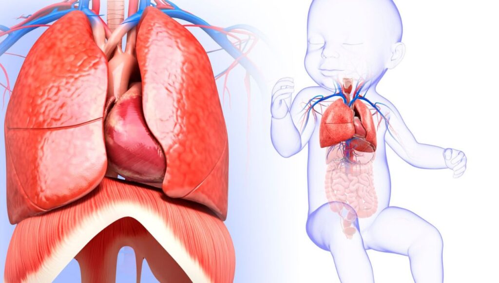 شكل الحجاب الحاجز عند الاطفال