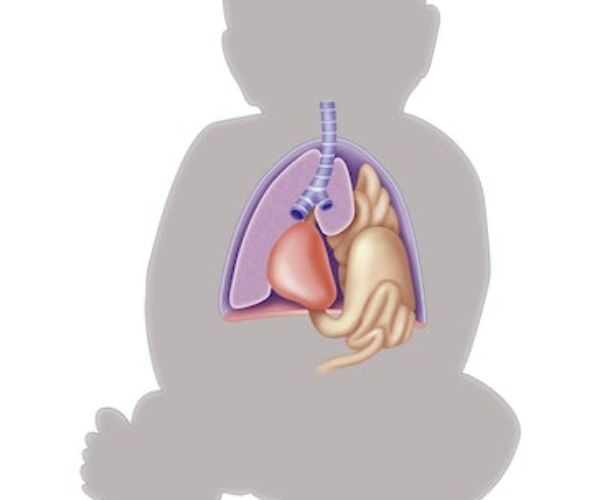 شكل الحجاب الحاجز عند الاطفال