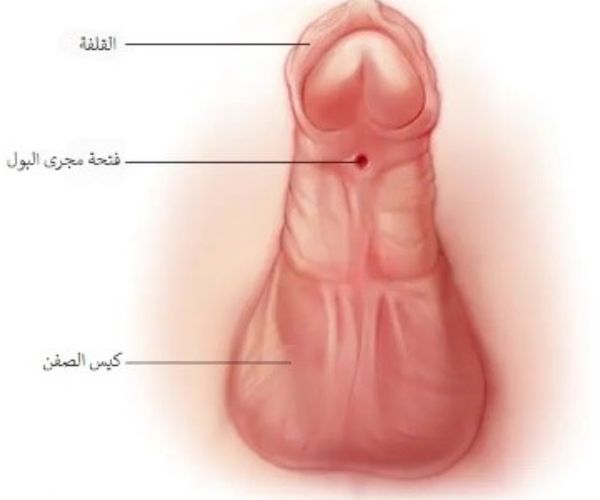  الاحليل السفلي