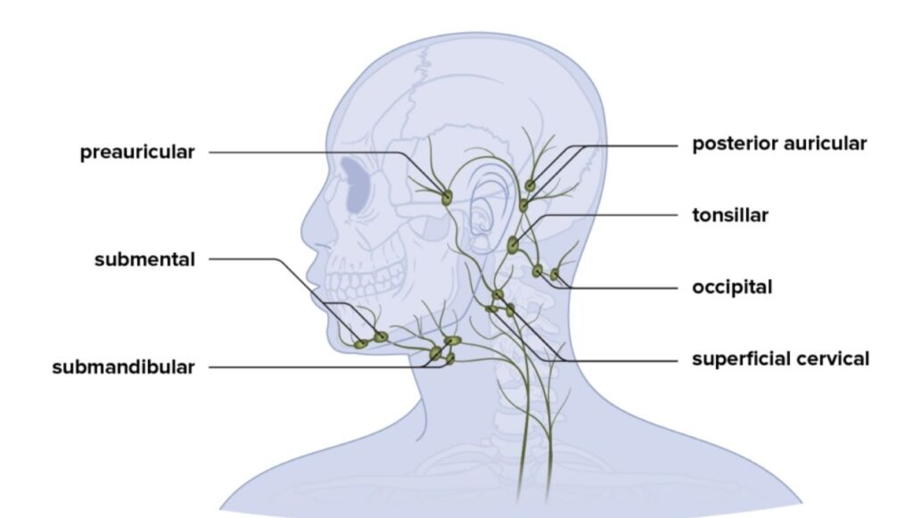 بالصور الغدد اللمفاوية