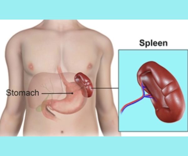 استئصال الطحال للاطفال