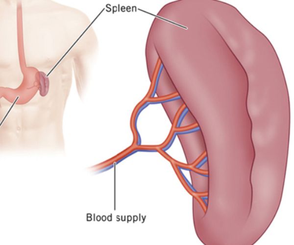 استئصال الطحال للاطفال