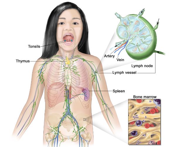 سرطان الغدد الليمفاوية