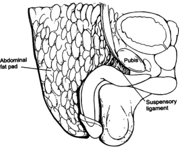 القضيب المدفون