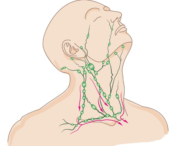 بالصور الغدد اللمفاوية