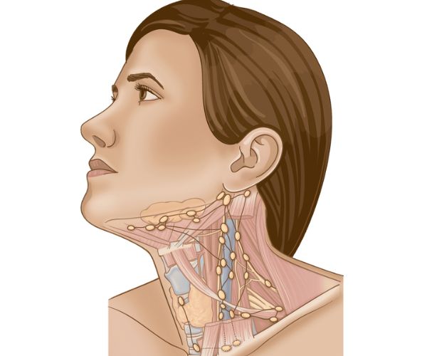 بالصور الغدد اللمفاوية