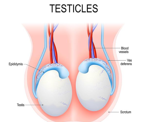 تورم الخصية اليمنى عند الاطفال