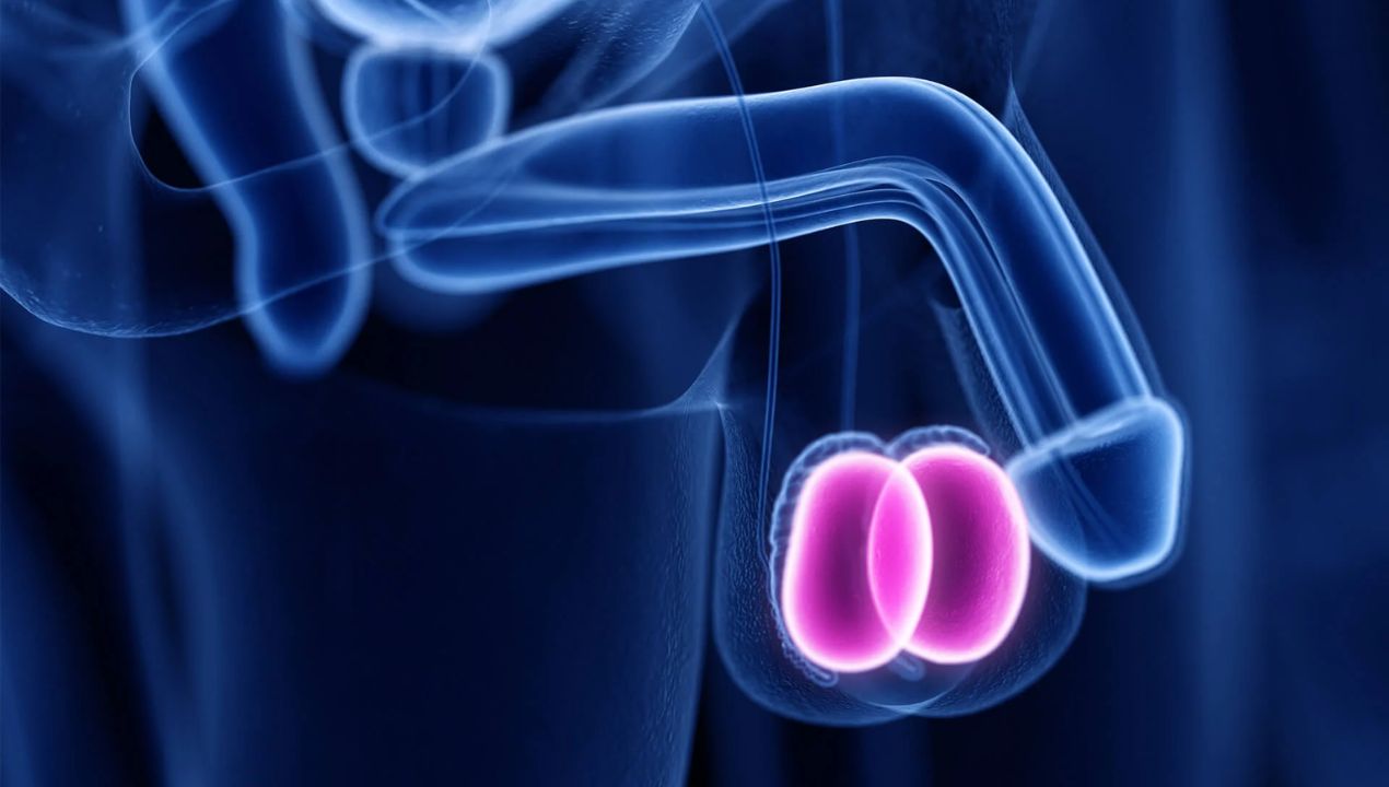 علاج تورم الخصية وأسباب حدوثه عند الرجال والشباب