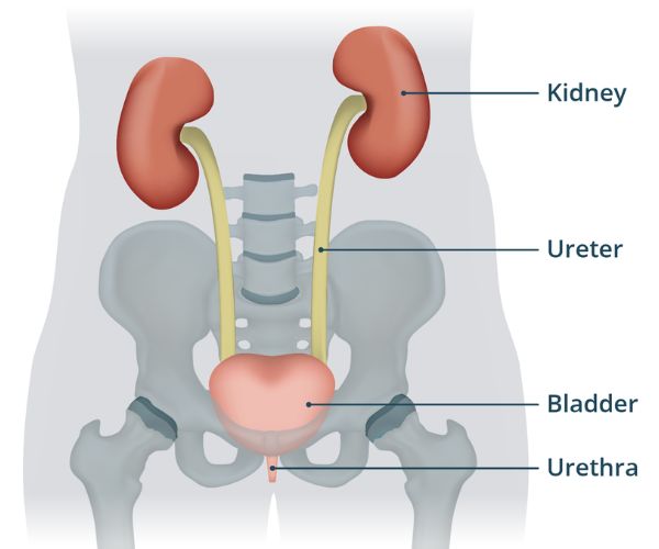 تشوهات الجهاز البولي عند الأطفال