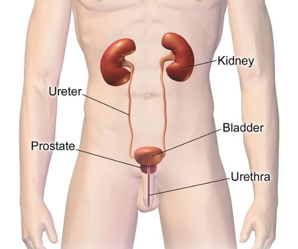 عملية تعديل فتحة البول