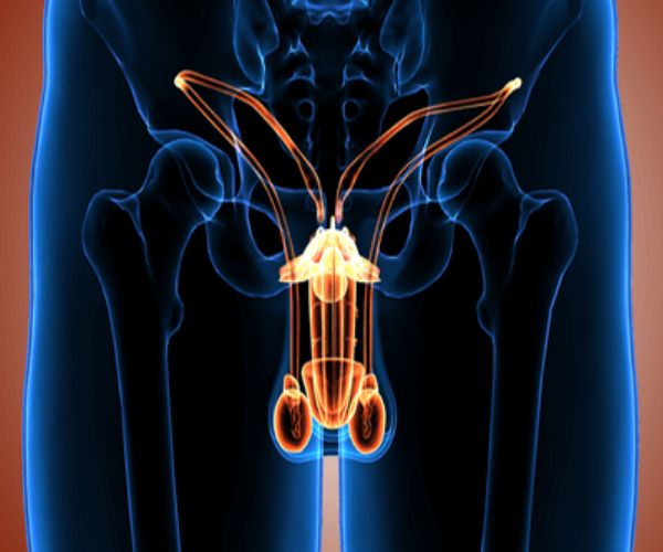 الفرق بين الخصية المعلقة والنطاطة